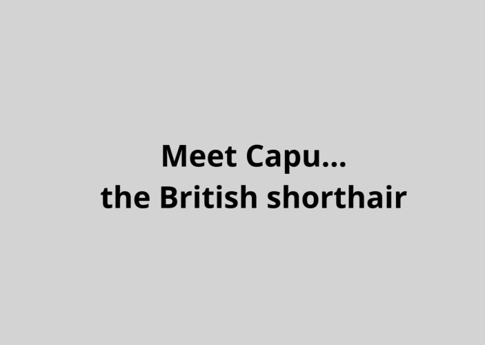 This is Capu... the new star in the family!
