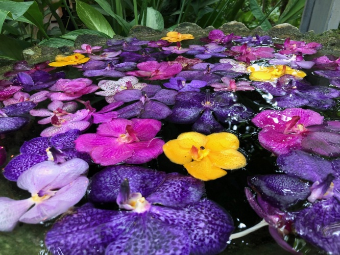 Thailand: Spotting butterflies at an orchid farm. (photo blog)