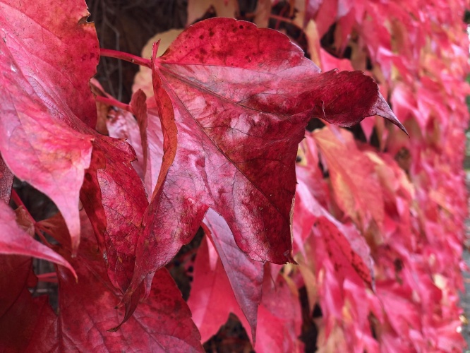 Boston Ivy: The climbing vine that turns beautiful red in autumn