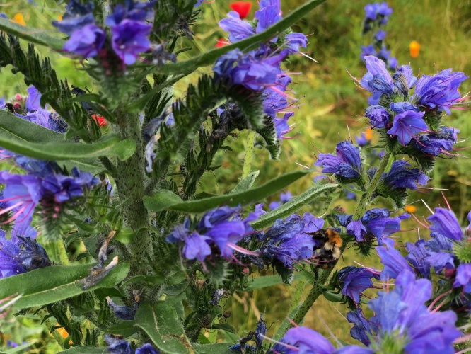 Snakeweed, a powerful natural beauty.