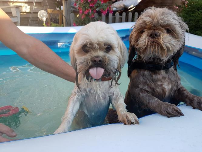 Shih tzus swimming