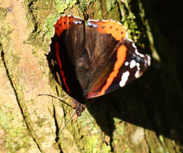 The world of butterflies is an enchanting place full of color, delicate movements, and silent beauty...