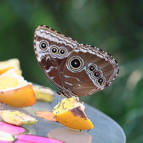 The world of butterflies is an enchanting place full of color, delicate movements, and silent beauty...