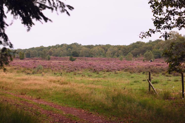 De Heide nog mooi in bloei💜