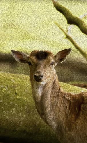 Painterly Beauty Series 