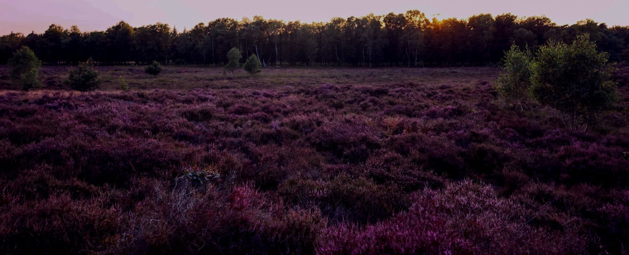 De Beauty van Augustus