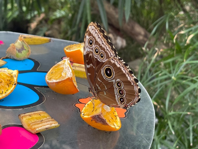 The world of butterflies is an enchanting place full of color, delicate movements, and silent beauty...