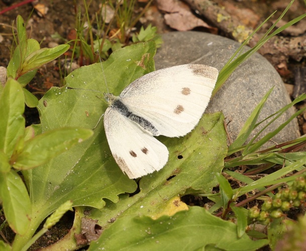 The world of butterflies is an enchanting place full of color, delicate movements, and silent beauty...