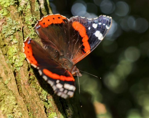 The world of butterflies is an enchanting place full of color, delicate movements, and silent beauty...
