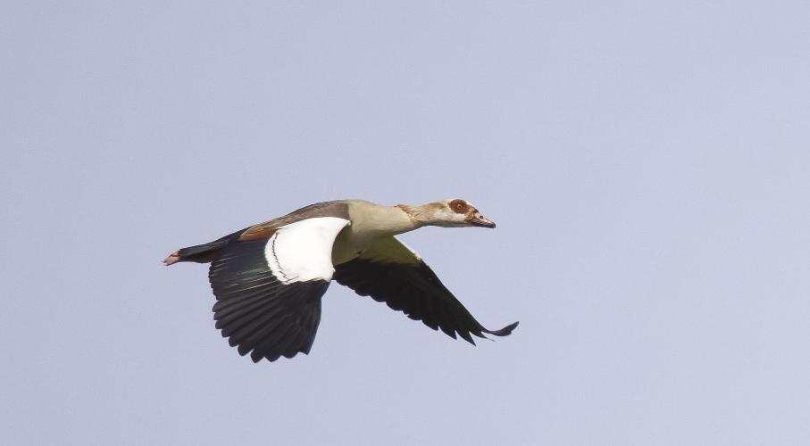 De Delicate Wonderen van de Natuur: Een Fotografische Reis