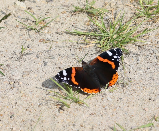 The world of butterflies is an enchanting place full of color, delicate movements, and silent beauty...