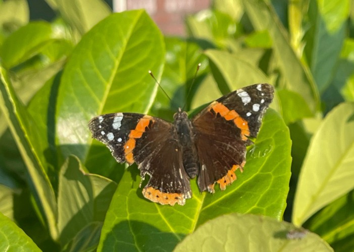 The world of butterflies is an enchanting place full of color, delicate movements, and silent beauty...