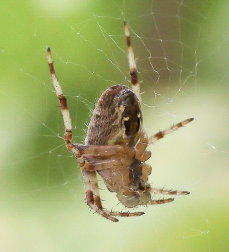 Nog maar een Spinnetje