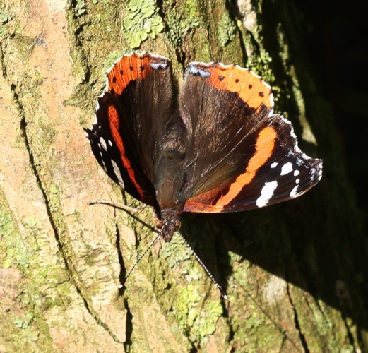The world of butterflies is an enchanting place full of color, delicate movements, and silent beauty...