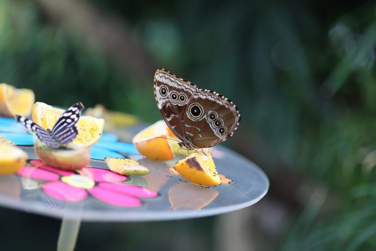 The world of butterflies is an enchanting place full of color, delicate movements, and silent beauty...