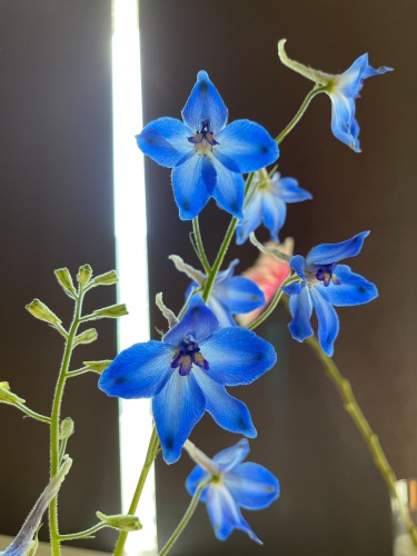 Delphinium