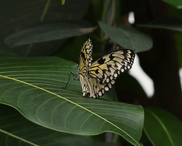 The world of butterflies is an enchanting place full of color, delicate movements, and silent beauty...