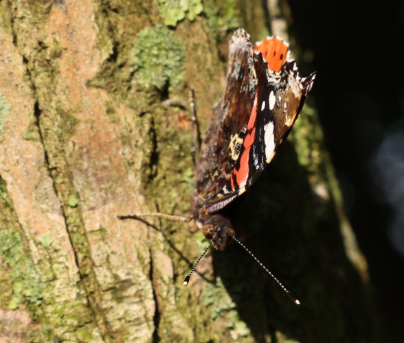 The world of butterflies is an enchanting place full of color, delicate movements, and silent beauty...