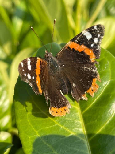 The world of butterflies is an enchanting place full of color, delicate movements, and silent beauty...