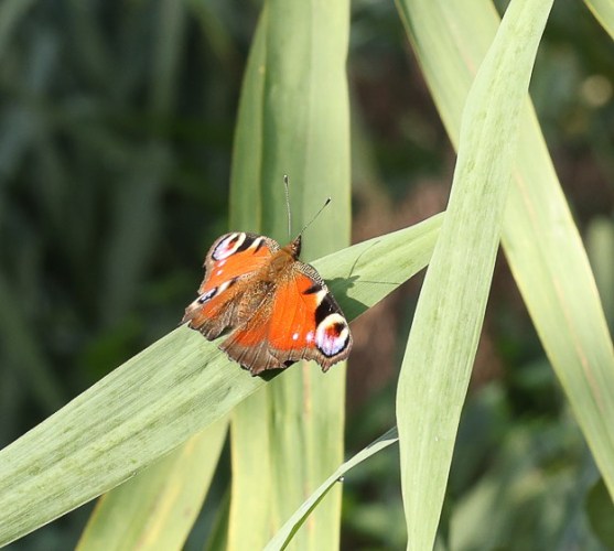 The world of butterflies is an enchanting place full of color, delicate movements, and silent beauty...