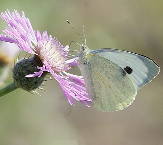 The world of butterflies is an enchanting place full of color, delicate movements, and silent beauty...