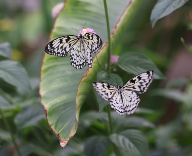 The world of butterflies is an enchanting place full of color, delicate movements, and silent beauty...