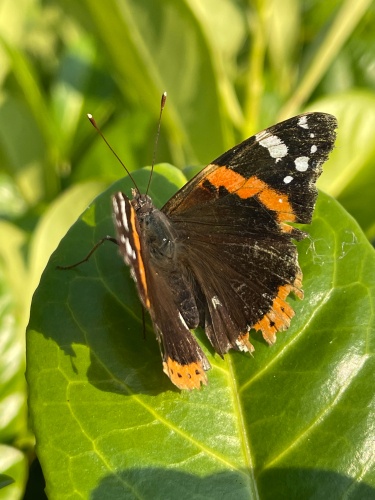 The world of butterflies is an enchanting place full of color, delicate movements, and silent beauty...