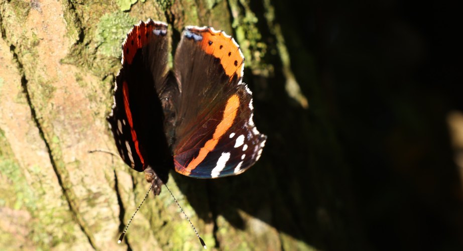 The world of butterflies is an enchanting place full of color, delicate movements, and silent beauty...