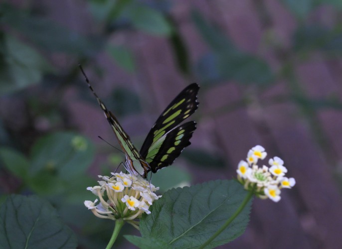 The world of butterflies is an enchanting place full of color, delicate movements, and silent beauty...