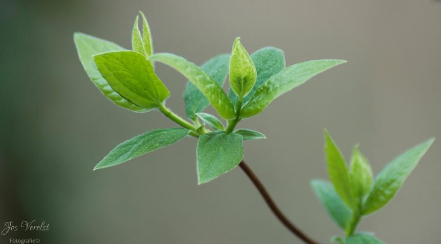 Genieten van de simpele dingen
