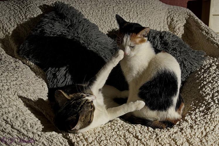 Oscar award for cats ! Guess the name of these two cats.