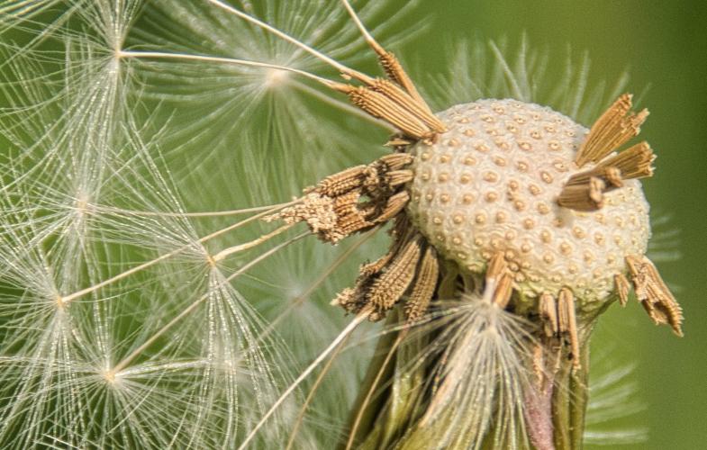 Close up of a dandelion.