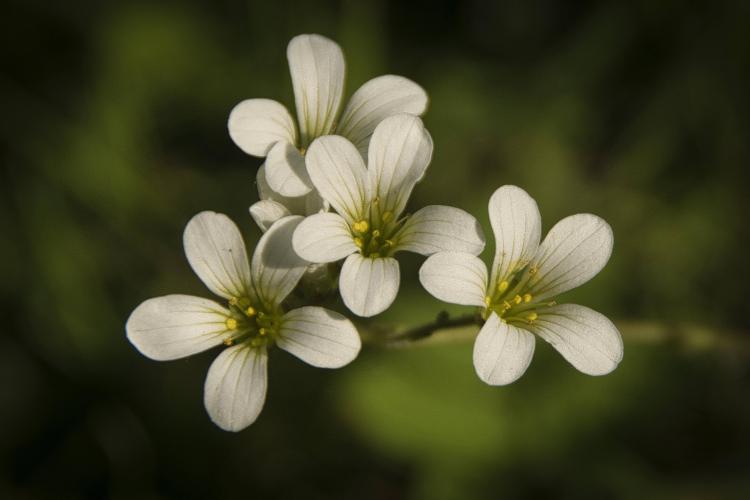 Saxifrage