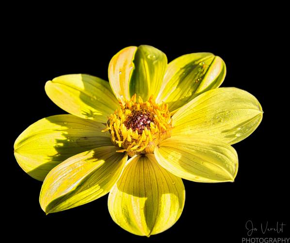 Closeup van een Dahlia