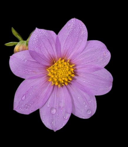 Raindrops in the morning