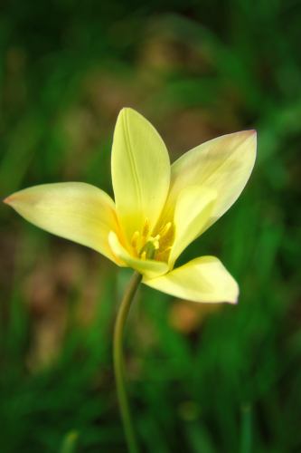 Lente