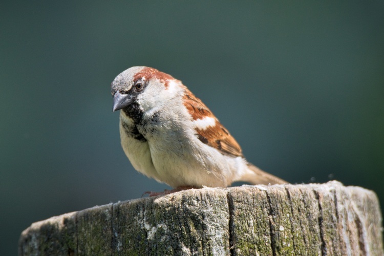House sparrow