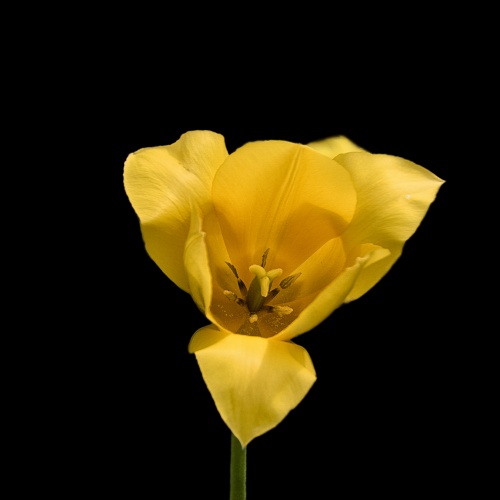 Lente