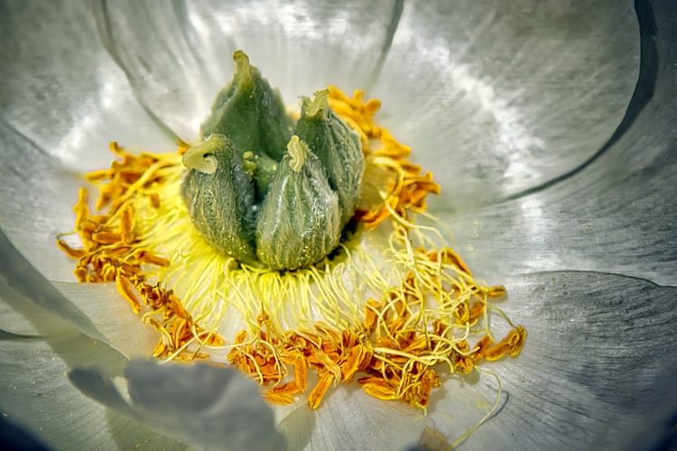 Kijkje in het binnenste van een bloempje