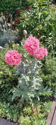  Double-Flowered poppy