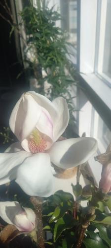 Benefit of working as an tree grower