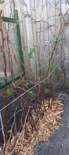 Leven in en van de tuin 