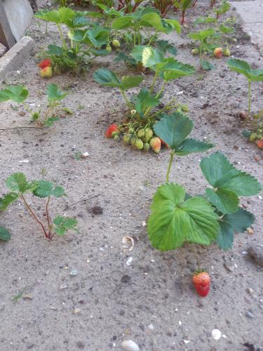 Van een tuin vol tegels naar een moestuin 