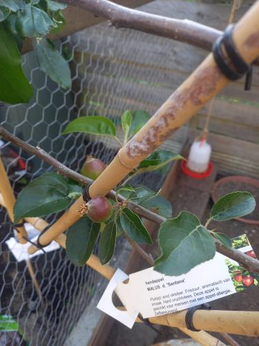 Van een tuin vol tegels naar een moestuin 