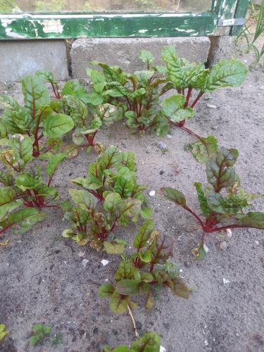 Van een tuin vol tegels naar een moestuin 