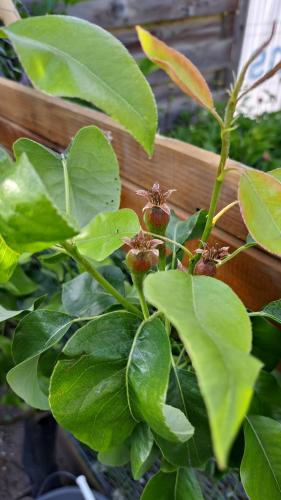 Met liefde en geduld je eigen voedsel