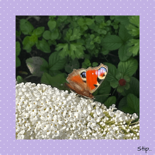 Kleurexplosie in de tuin...