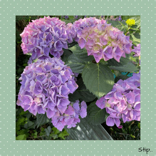 Kleurexplosie in de tuin...