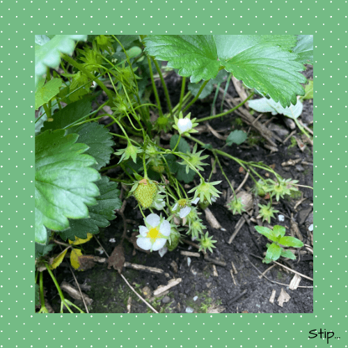 Een heerlijke combo...