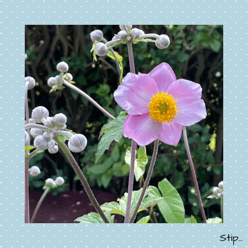 Kleurexplosie in de tuin...